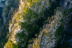 The canyon of Komarnica: of cliffs, eagles and trees